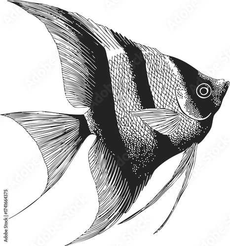Angelfish sketch hand drawn line art with detailed fins and scales — stock vector