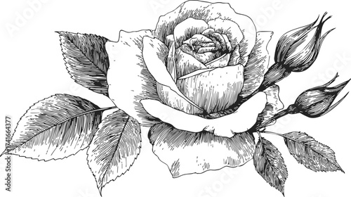 Rose flower sketch hand drawn with leaves and buds detailed botanical line art — stock vector