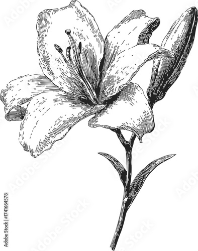 Lily flower sketch hand drawn botanical illustration with stem and bud — stock vector
