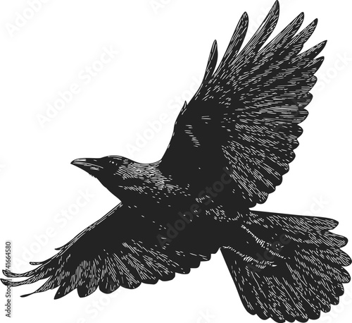 Raven flying sketch, hand drawn vector, wings spread in detailed line art — stock vector