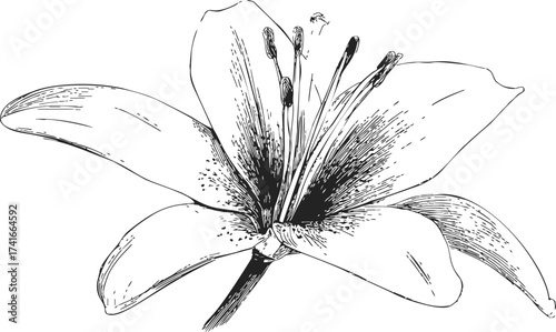 Lily flower sketch hand drawn botanical line art detailed bloom — stock vector