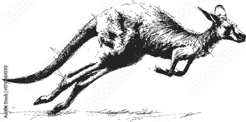 Kangaroo sketch hand drawn style leaping in motion dynamic pose — stock vector
