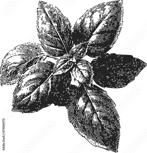 Basil leaves sketch, hand drawn botanical herb illustration, detailed foliage top view — stock vector