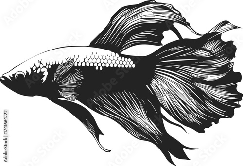 Betta fish sketch hand drawn style with flowing fins and detailed scales — stock vector