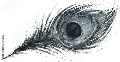 Peacock feather sketch, hand drawn vector with detailed eye pattern — stock vector