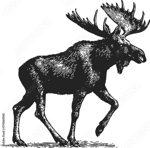 Moose sketch hand drawn style, large antlers, walking pose, detailed fur texture — stock vector