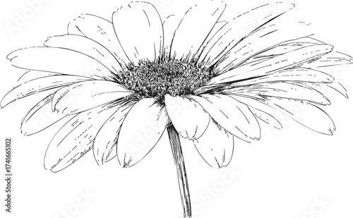 Daisy flower sketch, hand drawn line art with detailed petals and stem — stock vector