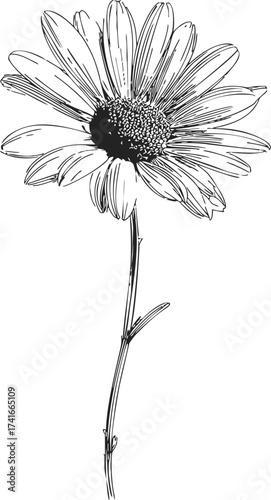 Daisy flower sketch, hand drawn line art with detailed petals and stem — stock vector