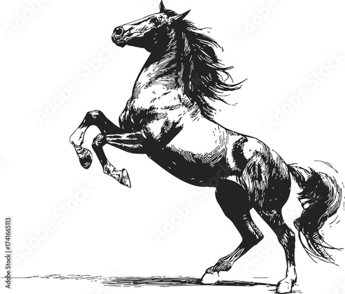 Rearing horse sketch, hand drawn black and white dynamic pose — stock vector