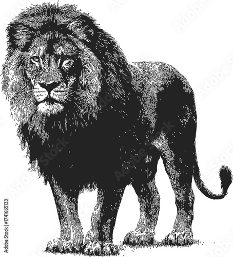 Lion hand drawn sketch, detailed standing male lion with mane — stock vector