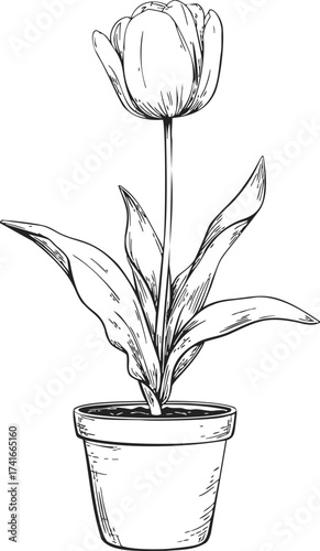 Tulip in pot sketch, hand drawn line art botanical flower illustration — stock vector