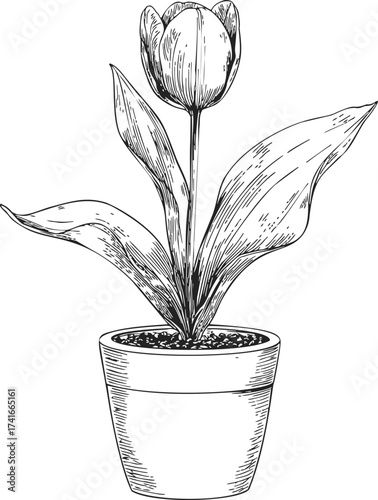 Tulip in pot sketch, hand drawn botanical line art flower with leaves — stock vector