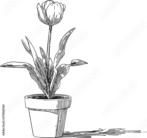Tulip in pot sketch, hand drawn flower with leaves and shadow — stock vector