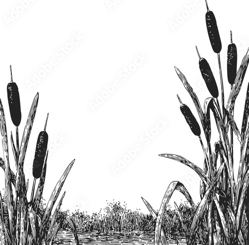 Cattails sketch hand drawn wetland plants with tall leaves and water scene — stock vector
