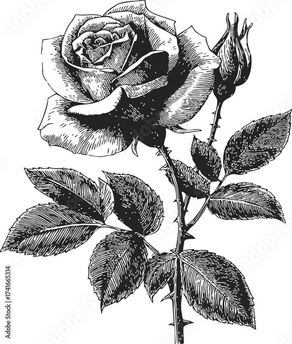 Rose flower sketch hand drawn with leaves and bud detailed botanical style — stock vector