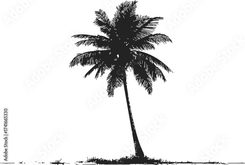 Palm tree sketch hand drawn silhouette on ground isolated white background — stock vector