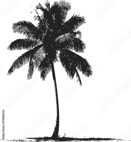 Palm tree sketch hand drawn silhouette with textured leaves on white — stock vector
