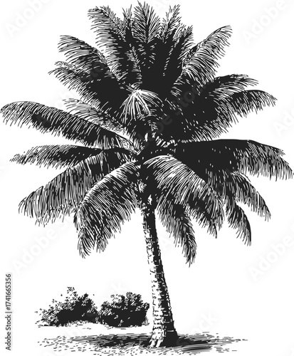 Palm tree sketch hand drawn with detailed leaves and trunk, tropical landscape — stock vector