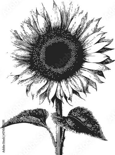 Sunflower sketch hand drawn botanical illustration with detailed petals and leaves — stock vector