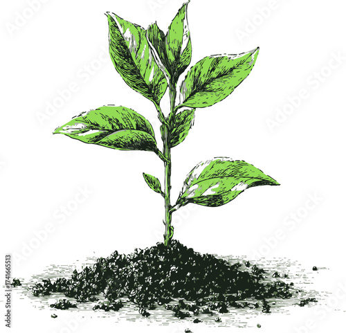 Young plant sketch, hand drawn seedling with green leaves growing from soil — stock vector