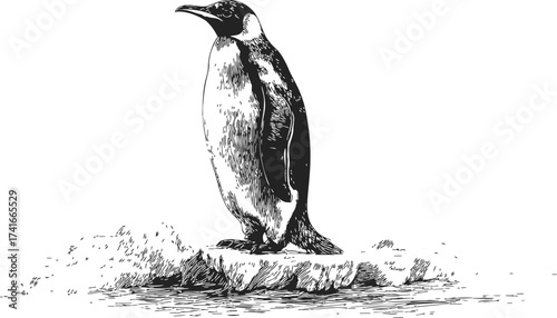 Penguin sketch hand drawn standing on ice detailed monochrome illustration — stock vector