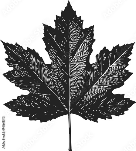 Maple leaf sketch, hand drawn botanical illustration with detailed veins and jagged edges — stock vector