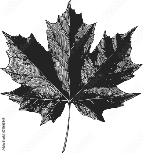 Maple leaf sketch, hand drawn botanical illustration with detailed veins — stock vector