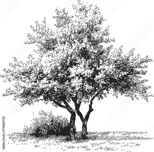 Tree sketch hand drawn detailed foliage and trunk on grass — stock vector