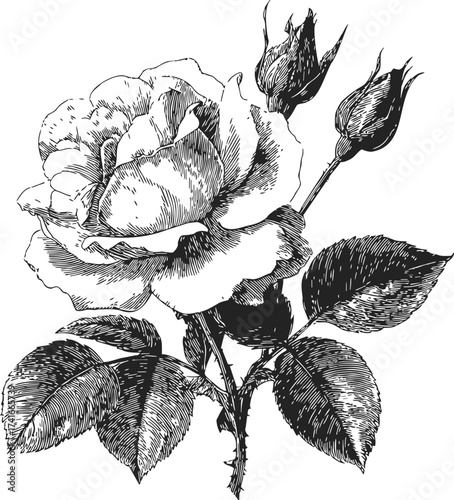 Rose flower sketch hand drawn with leaves and buds detailed botanical illustration — stock vector