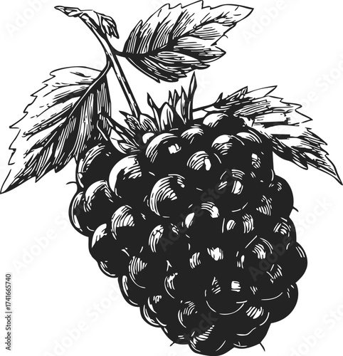 Blackberry sketch hand drawn with leaves detailed botanical style — stock vector