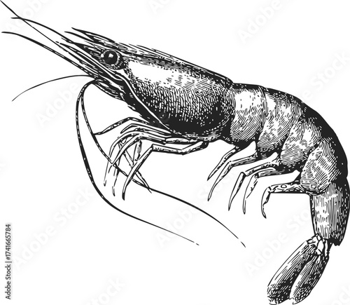 Shrimp sketch hand drawn detailed crustacean isolated on white background — stock vector