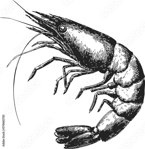 Shrimp sketch hand drawn detailed seafood crustacean isolated on white — stock vector