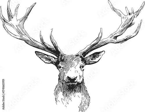 Deer head sketch, hand drawn vector with large antlers, front view — stock vector