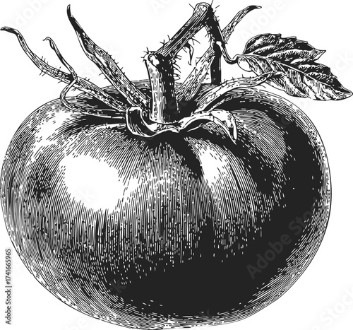 Tomato sketch hand drawn vintage style with stem and leaf — stock vector