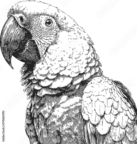 Parrot sketch hand drawn detailed macaw portrait with intricate feather texture — stock vector