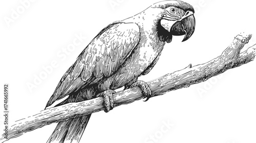 Parrot sketch hand drawn perched on branch detailed line art — stock vector