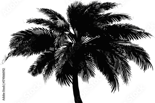 Palm tree silhouette vector, hand drawn tropical foliage isolated on white — stock vector