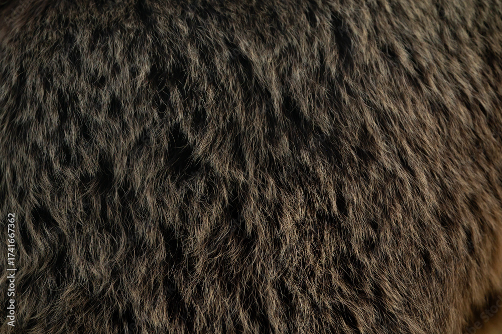 Naklejka premium brown bear fur texture, hair of a brown bear close up