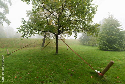 Tree with Red Tension Straps on a Misty Morning