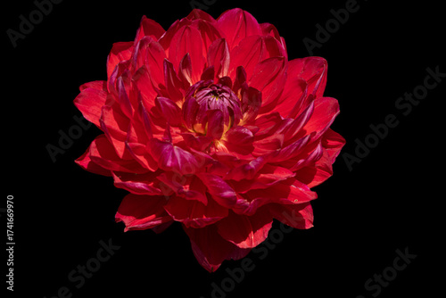 Striking Dahlia Flower on a Black Background
