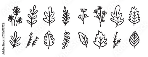 autumn or summer leaves doodle sketch icon set. forest leaf design elements set in vintage retro line style