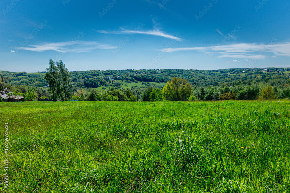 Fototapeta premium landscape with green grass and blue sky