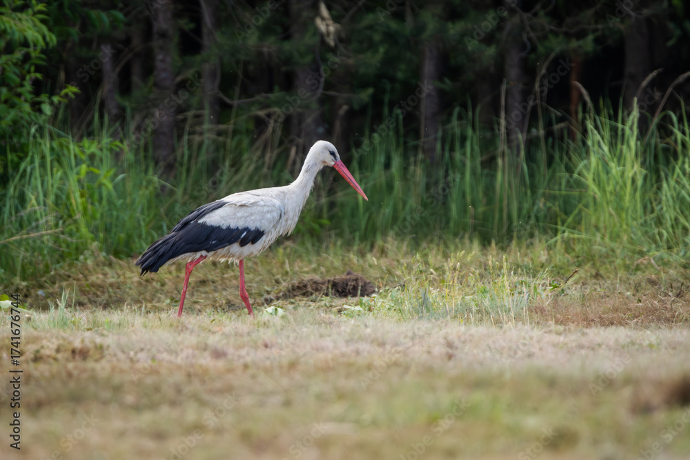 Fototapeta premium white stork ciconia