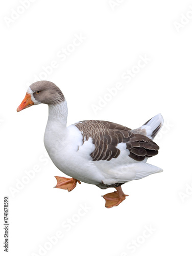 A PNG of a Toulouse Goose Pack: Five isolated birds in various dynamic poses, perfect for animation, education, farm, and rural design projects.