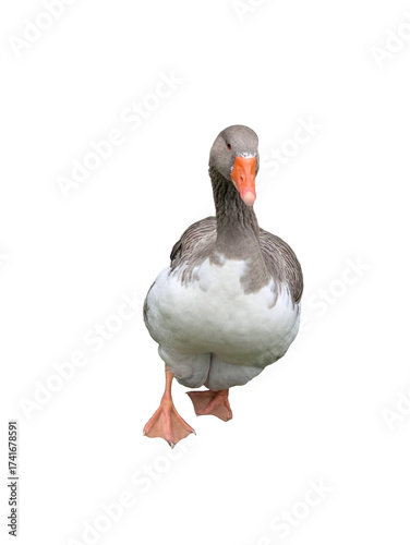 A PNG of a Toulouse Goose Pack: Five isolated birds in various dynamic poses, perfect for animation, education, farm, and rural design projects.