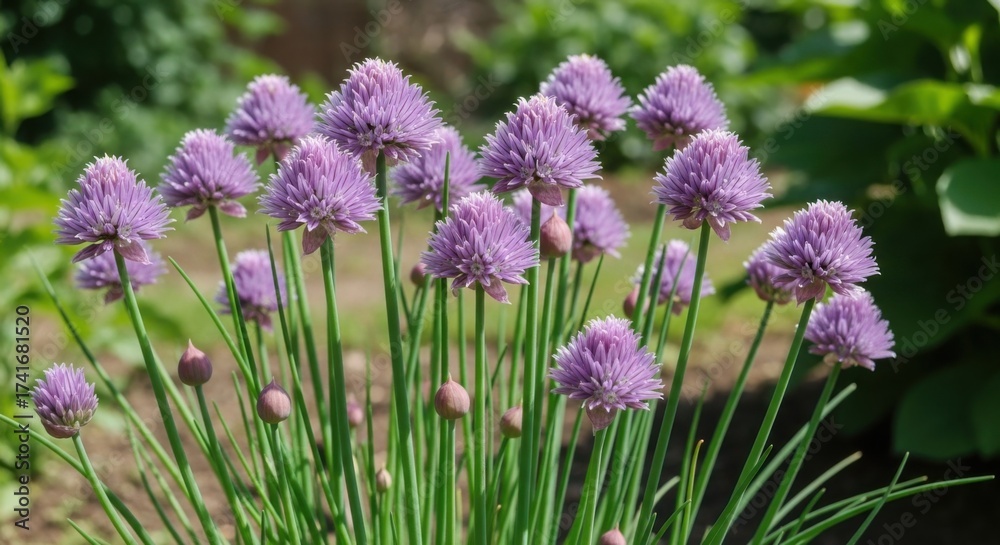 Obraz premium Purple blooming Chive flowers in a sunny herb garden.