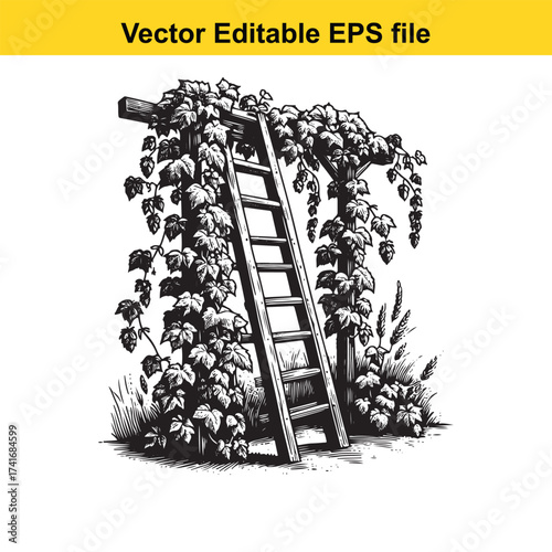 Vector art of ladder with hop vines