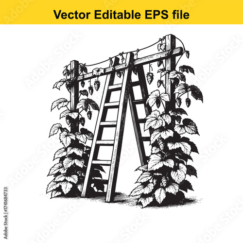 Vector art of vintage hop trellis with ladders and growing vines