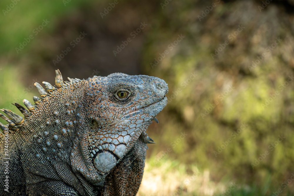 Naklejka premium close up of a iguana