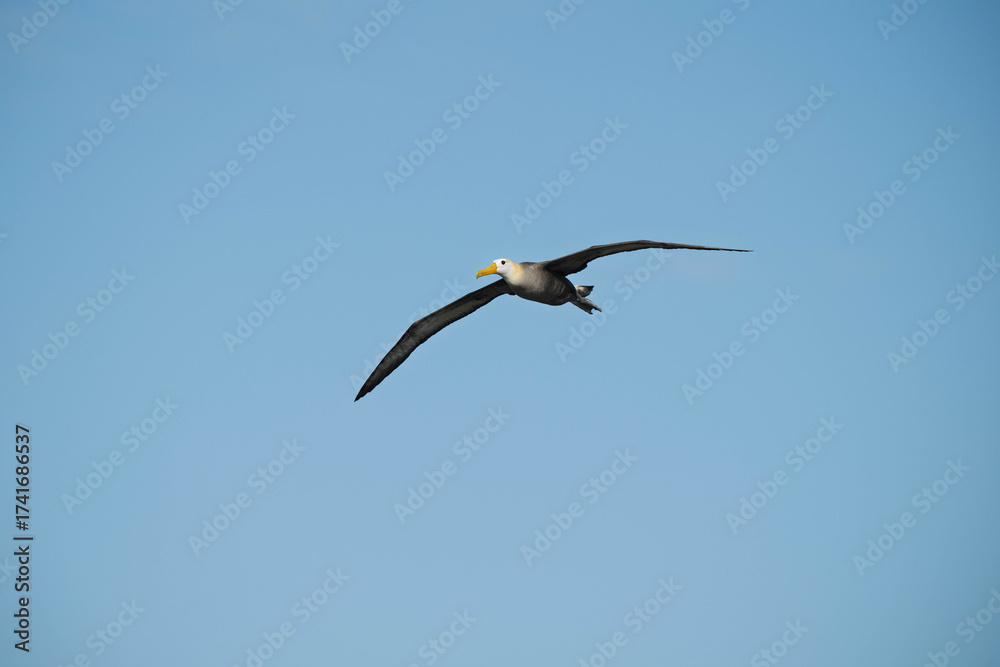 Obraz premium Albatross in flight